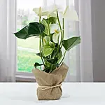 White Anthurium Jute Wrapped Potted Plant