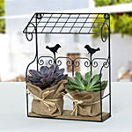 Elegant Echeveria Plant with Wooden N Iron Stand