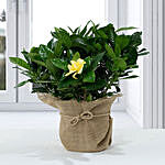 Gardenia Jasminoides with Jute Wrapped Pot