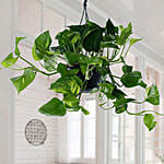 Hanging Epipremnum Aureum Plant