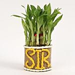 Elegant Lucky Bamboo For Sir