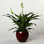 Spathiphyllum Plant in Premium Pot