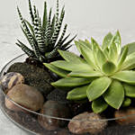 وعاء زجاجي شفاف يحتوي على نبتة إشفيريا وهاورثيا مع حجارة