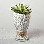 Green Echeveria with Stones in Glass Vase