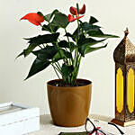 Red Anthurium Plant in Brown Plastic Pot