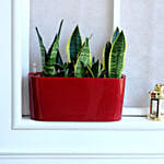 Sansevieria Plant in Red Plastic Pot