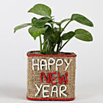 Two Layer Lucky Bamboo Plant In New Year Glass Vase