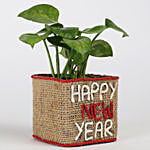 Money Plant In New Year Glass Vase