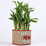 Two Layer Lucky Bamboo Plant In New Year Glass Vase
