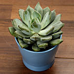 Green Echeveria Plant In Blue Ceramic Pot