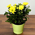 Yellow Chrysanthemums Plant In Green Ceramic Pot