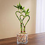 Heart Shaped Bamboo Plant In Glass Vase