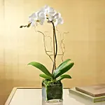 White Orchid Plant In Glass Vase