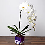 White Phalaenopsis Plant For Birthday