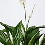 Amazing Peace Lily Plant