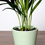 Chrysalidocarpus Plant In Green Pot