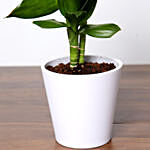 Dracaena Plant In White Pot