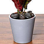 Calathea Plant In Grey Pot