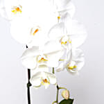 White Phalaenopsis Plant In Glass Vase