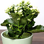 White Kalanchoe Plant In Green Pot