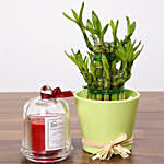 2 Layer Lucky Bamboo and Aroma Candle