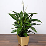 Amazing Peace Lily Plant