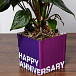 Red Anthurium Plant For Anniversary
