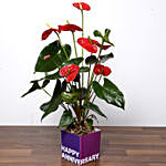 Red Anthurium Plant For Anniversary