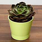 Green Echeveria Plant In Green Ceramic Pot