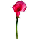 Artificial Pink Calla Lilies
