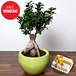 Bonsai Plant and Free Mono Cake