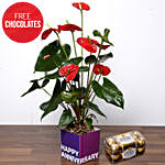 Red Anthurium Plant and Free Chocolates