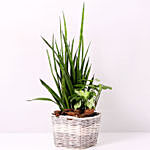 Basket of Sansevieria and Syngonium Plants