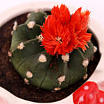 Cactus In Hello Kitty Ceramic Pot