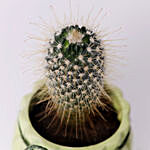 Cactus Plant in Ceramic Pot