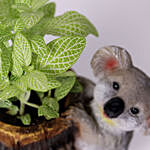 Classic Fittonia in Koala Pot