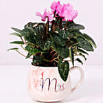 Cyclamen Plant In Ceramic Pot