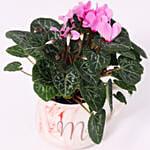 Cyclamen Plant In Ceramic Pot