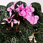 Cyclamen Plant In Ceramic Pot