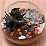 Decorative Succulents In Fish Bowl