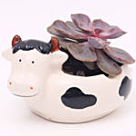 Echeveria Plant in Cow Design Pot