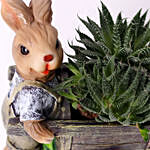 Elegant Aloe Aristata in Rabbit Cart Pot