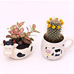 Fittonia and Cactus In Designer Pots