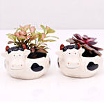 Fittonia and Echeveria Plants in Cow Design Pots