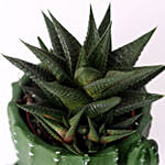 Gaster Haworthia in Cactus Design Pot