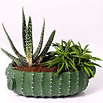 Gasteria and Peperomia In Cactus Design Pot
