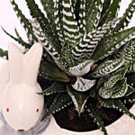Haworthia Plant In Rabbit Design Pot