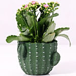 Kalanchoe Plant In Cactus Design Ceramic Pot