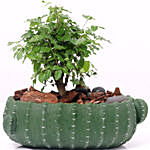 Radermachera Sinica Plant In Cactus Design Pot
