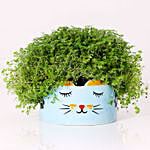 Soleirolia Plant in Sleeping Cat Pot